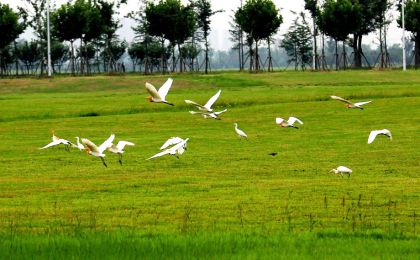 联合国：中国在全球生物多样性治理中发挥着关键作用