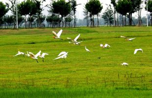 联合国：中国在全球生物多样性治理中发挥着关键作用