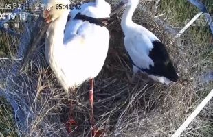  黄河三角洲湿地整体环境改善 