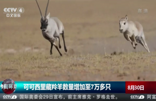 可可西里藏羚羊数量增加至7万多只