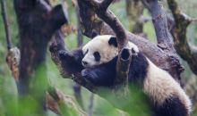 大熊猫国家公园：跨区物种尽享“大熊猫保护”