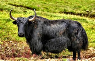 青海牦牛藏羊产业集群总产值达267亿元