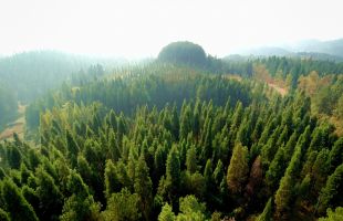 江苏“十四五”计划造林绿化100万亩