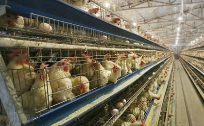 开州：全国首个光伏智能养鸡场投用