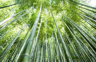 福建十部门联合出台通知 加快推进竹产业高质量发展