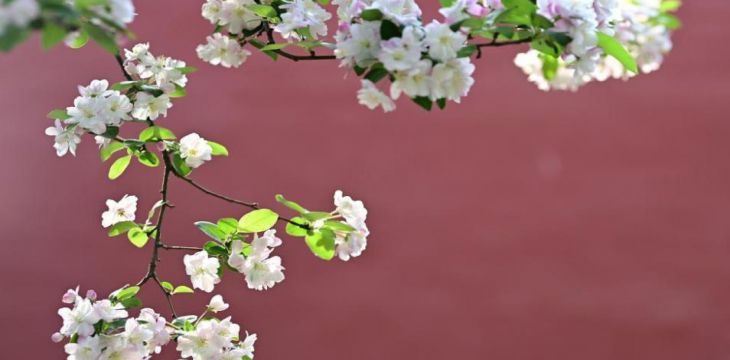 海棠花开紫禁城