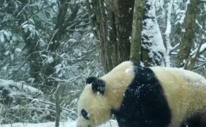 四川平武：生物多样性恢复显著 大熊猫等保护动物频繁现身