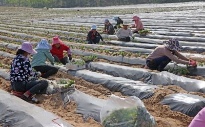 沙地红薯成为陕西大荔县沙苑一带农民致富的好产业