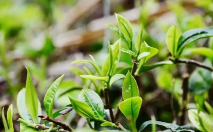全国茶叶进入采摘期 春茶总产量或超140万吨