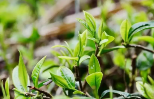 全国茶叶进入采摘期 春茶总产量或超140万吨