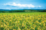 高质量水稻泛基因组构建成功