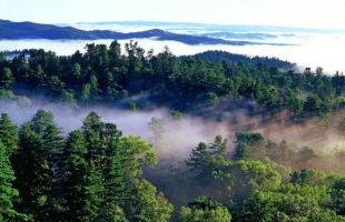 湖北保护森林生态系统完整性和原真性