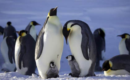 南极海冰快速融化 帝企鹅面临灭绝风险