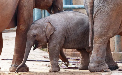 亚洲象“莫莉”已送往昆明动物园，此前曾被曝参与动物表演