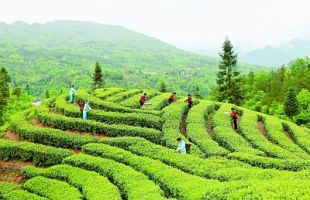 福建浦城：科特派助力茶产业提质增效