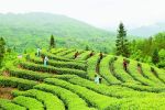 福建浦城：科特派助力茶产业提质增效