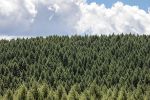 国家林草局：到2025年三北工程林木良种使用率达到70%以上
