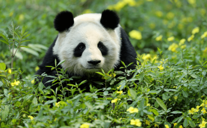 成都：将建设大熊猫国家公园“生态绿肺” 至2025年修复大熊猫栖息地30万亩