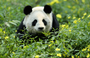 成都：将建设大熊猫国家公园“生态绿肺” 至2025年修复大熊猫栖息地30万亩