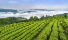 福建尤溪：政府推动 品牌带动 茶产业蓬勃发展