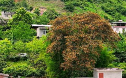 四川石棉：800年古枇杷树结满“黄金果”