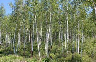 “北方珍贵林木新品种选育”项目启动会在京召开