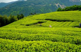 2022湖南茶博会将启幕 激发茶叶消费潜力