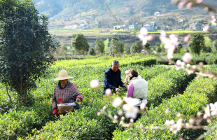 陕西平利：走出“因茶致富、因茶兴业”的产业兴旺之路