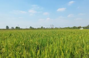助农稳产、降污减碳、科企合作——“三本账”透视节水抗旱稻