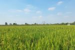 助农稳产、降污减碳、科企合作——“三本账”透视节水抗旱稻