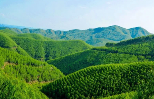 广西林业产业总产值居全国第2位 已形成三大千亿元产业