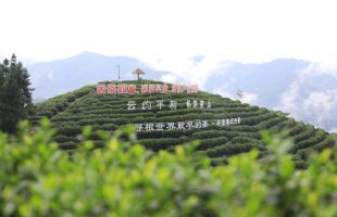 陕西安康因茶致富、因茶兴业，绿叶子变金叶子