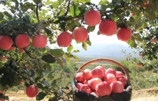 “果业革命”撬动苹果产业发展新动能