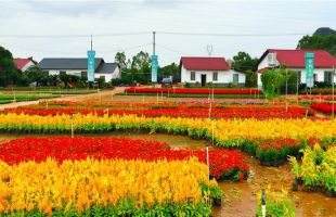 首届南方花卉苗木交易会在桂林举办 开幕首日花卉苗木交易额9000万元
