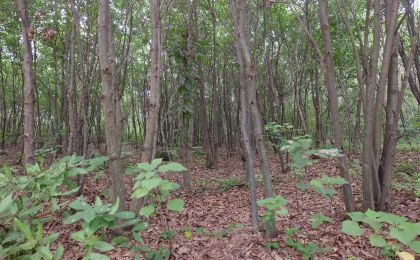 安徽滁州多举措助推林木种质资源保护与发展