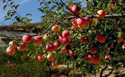 小苹果，让老乡们生活越来越红火 ——延安苹果产业发展观察