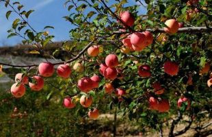 小苹果，让老乡们生活越来越红火 ——延安苹果产业发展观察