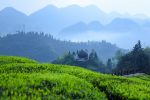 如何防控土壤酸化，助推乡村茶业可持续发展？