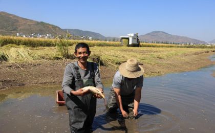 “生态种养”“科技种植”“农旅融合”……看云南稻田里的多元丰收