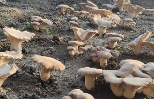 新疆玛纳斯：生态修复产业兴 农民鼓起钱袋子