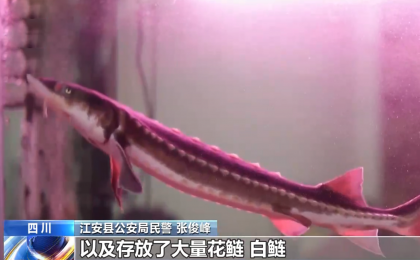 警方破获非法捕捞长江水生动物案