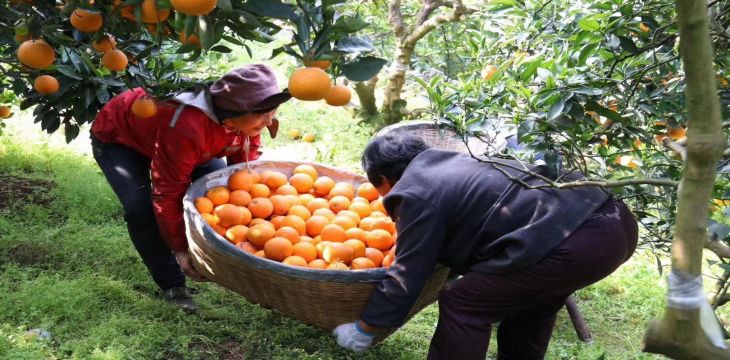四川资中：果业兴旺 助农增收