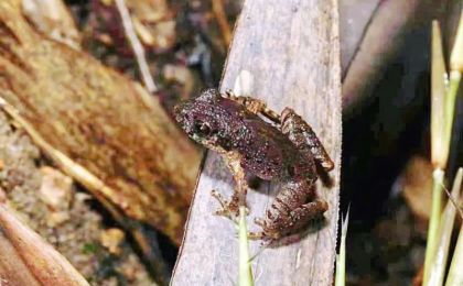 一只“蛙”竟然发出虫鸣！广东发现全球新物种