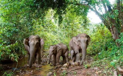 群体交流频繁，种群不断壮大！云南持续增强亚洲象保护实效