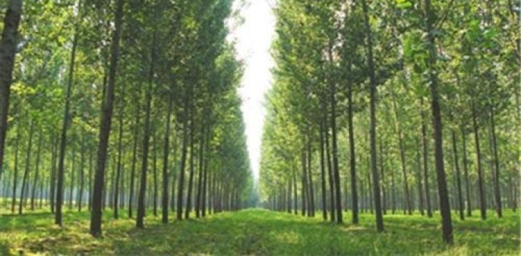 上海推进林木良种东方杉培育
