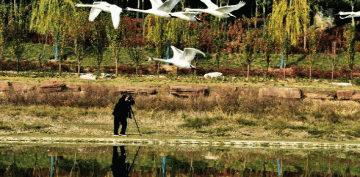 “河遇中原”展示黄河流域生物多样性保护成果
