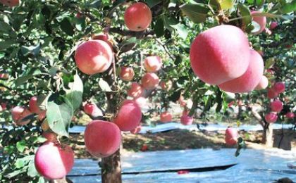 渭南市水果产量创历史新高