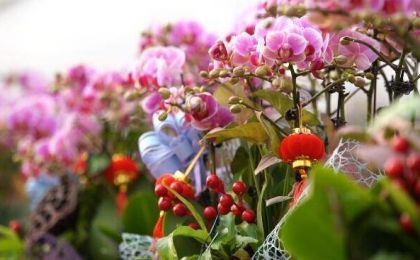 山东花卉市场迎来畅销季