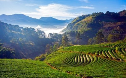 2022年我国茶叶出口量37.52万吨 再创新高