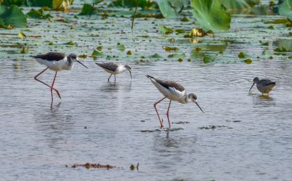 “近自然”推进衡水湖保护修复，越冬鸟类超6万只